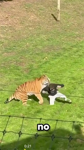 Tiger Attack at Yorkshire Wildlife Park, UK | Latest News Yorkshire Park Britain