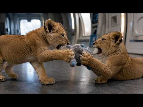 The Human Brought Home One Toy… The Two Cubs Declared War Over It I Sci-Fi Story