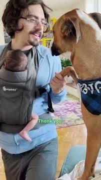 Wild Dog Becomes So Gentle Once Baby Brother Is Born | The Dodo