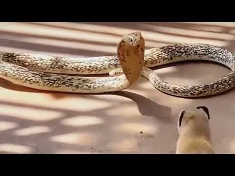 Deadly Snake vs Fearless Mongoose – Nature’s Fierce Duel।। WildX Documentary ।।