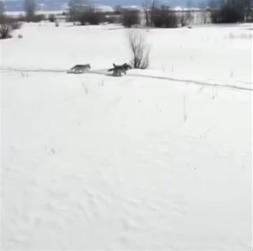 🐺 On the 31st anniversary of the reintroduction of wolves into Yellowstone, see this awe-inspiring revival of the park’s ecosystems once wolves resumed their rightful place. From cascading changes in the food chain to flourishing biodiversity, the triumphant comeback story of wolves is a testament to the power of ecological balance and extraordinary conservation efforts. Unfortunately, wolves have never been in more danger. With hunts raging on in Montana, Idaho, & Wyoming, and the U.S. House v