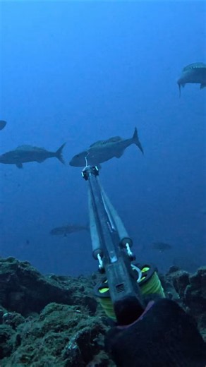 Spearfishing for Hawaiian Snapper #fishing #spearfishing