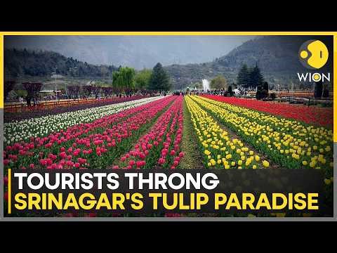 India: Srinagar’s Tulip Festival Draws 1 Lakh Visitors in Two Weeks | WION
