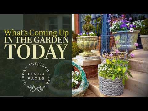 What's Coming Up In the Cottage Garden Today | Linda Vater🌿