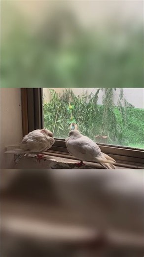Windowsill Duo 🕊️