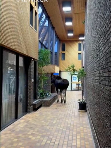 A moose broke through glass to enter a southeast Calgary office building, wandered around inside and left the same way before heading toward nearby Fish Creek Park. #Calgarynews #calgary_yyc #calgary #moose #wildlifeincity #animals #wildlife #FishCreekPark