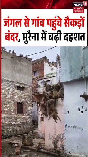 Morena Monkey Attack Viral Video: जंगल से गांव पहुंचे सैकड़ों बंदर, मुरैना में बढ़ी दहशत