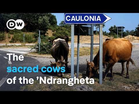 How the Mafia’s cattle are terrorizing Italian villages | DW Documentary