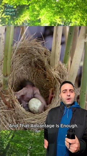 Why Does the Cuckoo Abandon Its Own Baby? #koel #birds