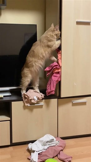 Cat Nonchalantly Empties Closet || ViralHog