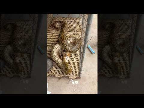 Giant Python Trapped in Cage! Shocking Discovery Inside Will Leave You Speechless