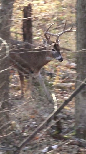 MidDAY CRUISER! #cruising l #bowhunting