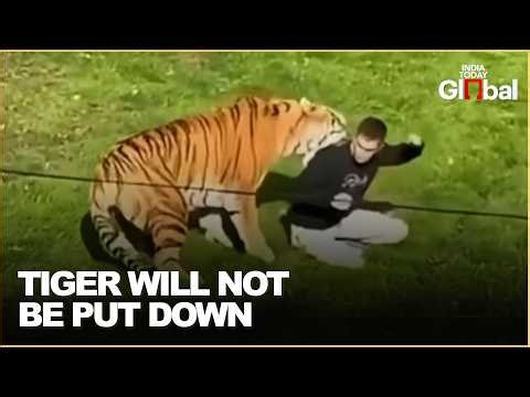 Man Enters Siberian Tiger Enclosure: The Untold Story Behind the Yorkshire Wildlife Park Tragedy