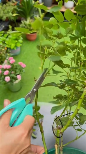 5 key rules for pruning roses to ensure continuous blooms #garden #plants #gardening #indoorplants #rose | Agriculture 2.1