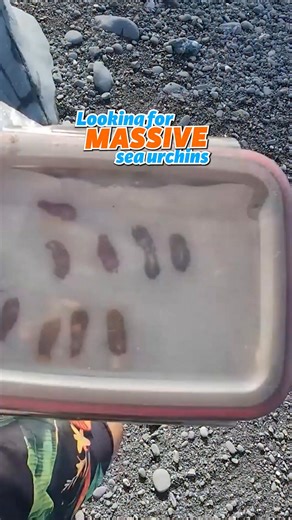 Finding some giant sea urchin! 🪸 #sea #urchin #uni #foraging #foodie #cooking #ribeye #ocean #fishing | Fisherman's Life