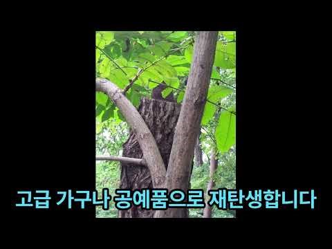 가래나무[Juglans mandshurica Maxim.]