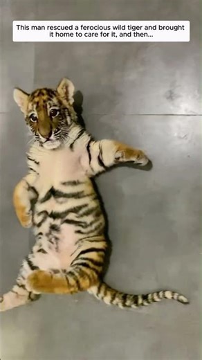 This man rescued a ferocious wild tiger and brought it home to care for it, and then...