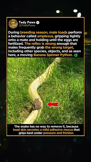 A Toad Rides a Banana Spinner Python Through the Grass