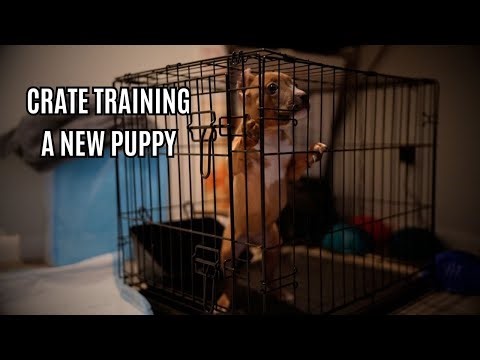 Crate Training a New Puppy (What to Do, What NOT to Do, & Common Mistakes)