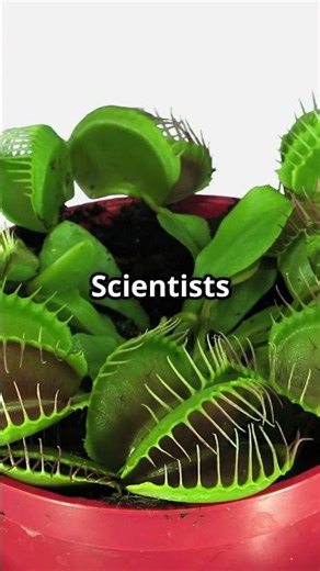 This Plant Can Track Its Victims 😳: shocking!!! #tiktok