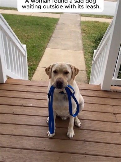 Abandoned Dog Carries His Own Leash — Heartwarming Rescue Story