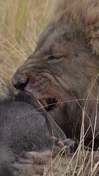 Male Lion Eating a Warthog in the Okavango Delta