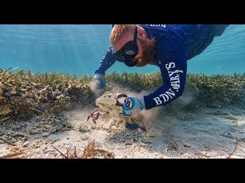 Catching Colossal Stone Crabs with Bare Hands - Very Risky