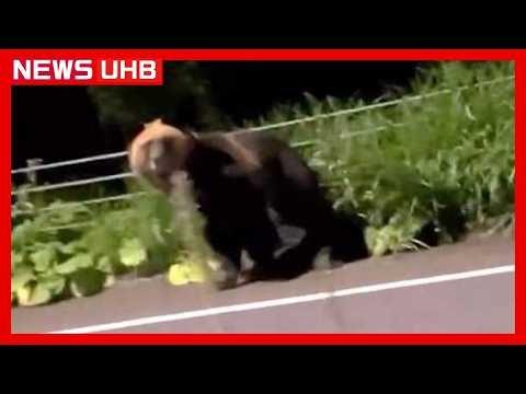 【ヒグマ速報】"丸々とした巨体"を揺らしながら車と並走するクマ目撃…付近では熊の出没情報が相次ぐ「なるべく早く捕獲して」市は箱ワナを設置するなど対策強化へ＜北海道根室市＞