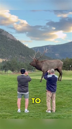 This Animal Sheds Its 9-Kilogram Antlers Every Year