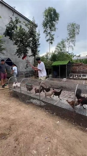 Fold-Down Chicken Run - Modern Poultry Farming Setup #chicken #poultryfarming #pets #chickencoop