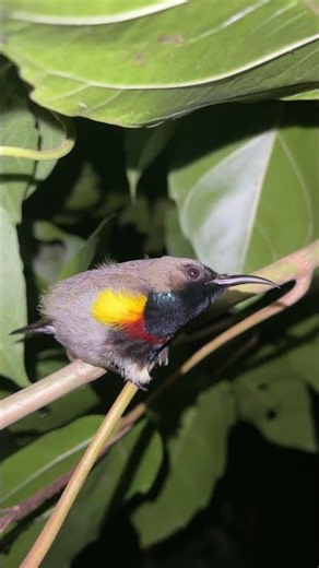 Unexpectedly encountering butterflies, birds, and a snake in the night