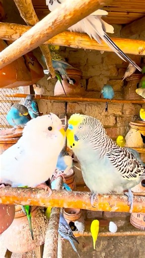 Budgies Singing All Day 🐦💚 | Amazing Natural Sounds #short #budgies #parrot