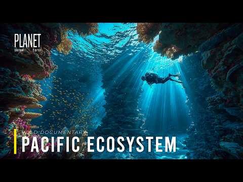 Pacific Ocean | The Mysterious Ecosystem We Still Don’t Understand