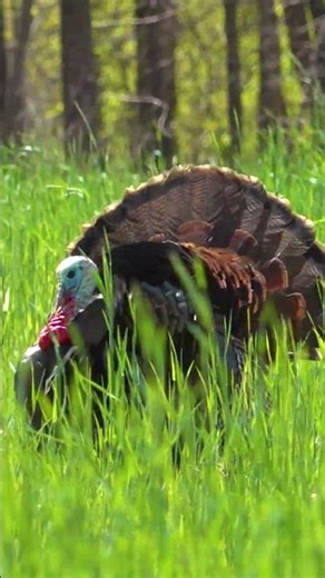 Trapping leads to fresh turkey meat!