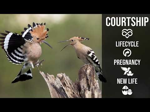 Eurasian Hoopoe Life Cycle: Courtship, Mating, Nesting & Chicks Hatching | Upupa epops