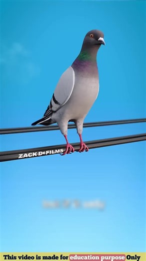 How Birds Avoid Electrocution on Power Lines