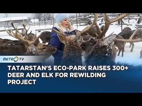Tatarstan Eco-Park Breeds Over 300 Deer and Elk for Release