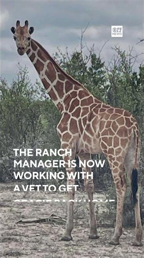 Runaway Texas giraffe Gracie spotted from helicopter after nearly two weeks missing, sheriff says