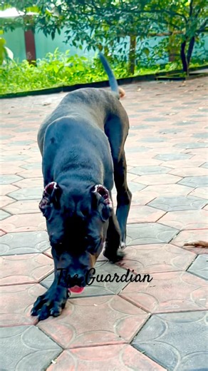 Cute Cane Corso Puppy Growing Into a Giant Guardian 🐾