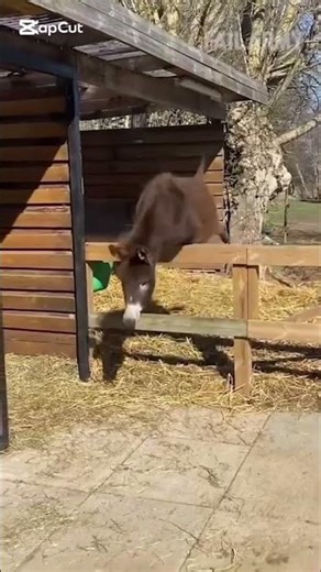 Try Not To Laugh 😂 | Funny Pets & Animal Fails Compilation