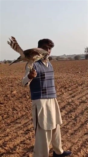 Goshawk Amazing Attack on Birds / Falconry Speed Racing @ExplorePotohar