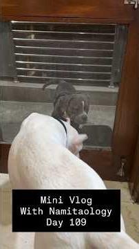 Mini Vlog 109: Dogo Argentino Baddie & American Gucci Ki Huyi Dushmani #shorts #dogs #youtubeshorts