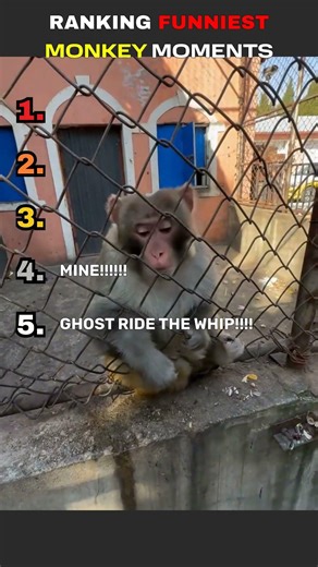 RANKING FUNNIEST MONKEY REACTIONS 😂🐒 (Too Funny!)