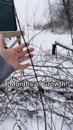 Deer Blind Screening EXPLOSION of Growth! #deerhabitat #deerhunting
