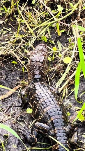 Okeechobee Lizards # #smallwatercharters #floridabass #okeechobeefl
