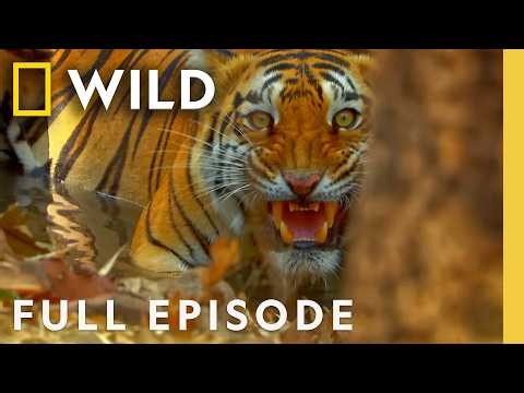 Meet the Kings of the Jungle (Full Episode) | Secrets of Wild India | Nat Geo Animals