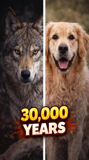 Wow... How Wolves Became Dogs!