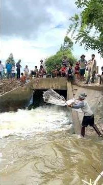 Real Life 100% Cast Net Fishing In River At The Countryside (Part 1478) #fishing #fish #new
