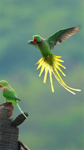 Flock of Parakeets Painting the Sky #Parakeets #BirdsInFlight #NatureShorts
