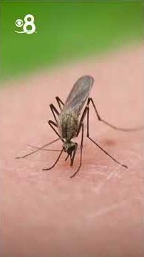 West Nile virus detected in mosquitoes near San Carlos